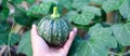 Panorama view Asian man hand holding fresh harvested baby winter squash green eight ball gourd faint vertical ridges, speckled