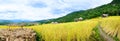 Panorama View of Baan Pa Bong Piang Rice Terraces at Chiang Mai Province