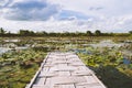 Panorama view Bamboo Bridge over The red Lotus Lake against blue sky in Summer Tung Dok Bua Dang .Nakorn Pratum Thailand Royalty Free Stock Photo