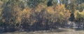 Panorama view beautiful riverside fall foliage vibrant color trees in suburban Dallas, Texas, USA. Royalty Free Stock Photo