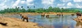 Panorama View on big indian elephants in tropic river exotic asia park in Sri Lanka Royalty Free Stock Photo