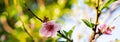 Panorama view blossom nectarine pink flowers with small young fruits on tree branch early morning light at homegrown orchard near