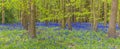 A Panorama View Of A Carpet Of Bluebells Flowering In Badby Wood, Badby, Northamptonshire, UK
