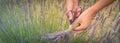 Panoramic view Asian hand harvesting full blossom flower at lavender field