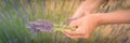 Panoramic view Asian hand harvesting full blossom flower at lavender field
