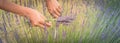 Panoramic view Asian hand harvesting full blossom flower at lavender field