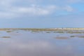 Panorama view of a colony of common seals basking in the sun on a sand bar in western Denmark