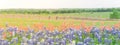 Texas Bluebonnet and Indian paintbrush blossom in rural Texas, U