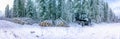 Panorama view on commercial timber, pine tree logs after clear cut, winter forest, Northern Sweden. Snow cover trunks, cloudy Royalty Free Stock Photo