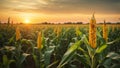 Panorama view of countryside landscape with corn field, Beautiful Maize field in sunset. ai generative