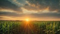 Panorama view of countryside landscape with corn field, Beautiful Maize field in sunset. ai generative