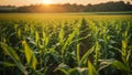 Panorama view of countryside landscape with corn field, Beautiful Maize field in sunset. ai generative