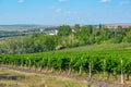 Panorama view of Cricova vineyard in Moldova Royalty Free Stock Photo