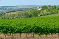 Panorama view of Cricova vineyard in Moldova