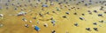 Panorama view crowd of people at Crab Island, Destin, Florida at low tide brown brackish water, busy pontoons, jet skis, Royalty Free Stock Photo