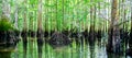 Panorama view cypress swamp at Morrison Springs Park, Walton County, Florida, US, forested wetlands dominated by bald cypress Royalty Free Stock Photo