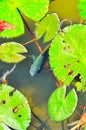 Panorama view of decorated pond Royalty Free Stock Photo
