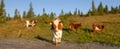 Panorama. View in defocus of a herd of red and white cows grazing in a meadow against a blurry forest and blue sky. Royalty Free Stock Photo