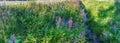 Panorama view down on ditch overgrown by Himalayan balsam (Impatiens glandulifera). Invasive weeds