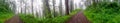 Panorama view foggy trail on a beautiful early morning