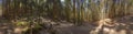 Panorama view of a forest  in Bavaria, Germany Royalty Free Stock Photo
