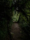 Panorama view of green nature hiking trail path in tropical rain cloud forest Mindo valley jungle Nambillo Ecuador andes Royalty Free Stock Photo