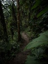 Panorama view of green nature hiking trail path in tropical rain cloud forest Mindo valley jungle Nambillo Ecuador andes Royalty Free Stock Photo