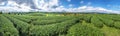 Panorama view of Green tea plantations, Chiang Rai, Thailand Royalty Free Stock Photo