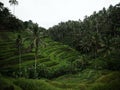 Panorama view of green Tegallalang rice terraces paddies field farm palms in tourist attraction Ubud Bali Indonesia Asia Royalty Free Stock Photo