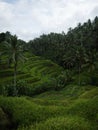 Panorama view of green Tegallalang rice terraces paddies field farm palms in tourist attraction Ubud Bali Indonesia Asia Royalty Free Stock Photo