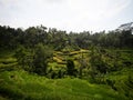 Panorama view of green Tegallalang rice terraces paddies field farm palms in tourist attraction Ubud Bali Indonesia Asia Royalty Free Stock Photo