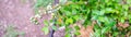 Panorama view green unripe blueberry cluster fruits hanging on branch homegrown blueberries bush at backyard garden with tube drip Royalty Free Stock Photo