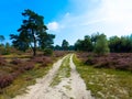 Hiking trail through the nature reserve Hulshorsterzand. part of the Veluwe, one of the largest natural areas in the Netherlands. Royalty Free Stock Photo