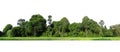 Panorama View of a High definition Treeline isolated Royalty Free Stock Photo