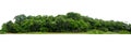 Panorama View of a High definition Treeline isolated Royalty Free Stock Photo