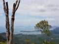 Panorama view at the jungle hiking trail to dragon crest with a tree in front in Khao Ngon Nak in Krabi, Thailand, Asia