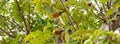 Panorama view load of baobab fruits on tree branch, boab, upside down tree produce nutrient dense fruit with natural shelf life of