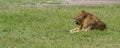 Panorama View of a Male Lion at the Ngorongoro Conservation Area, Crater Royalty Free Stock Photo