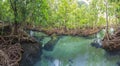 Panorama view of mangrove trees in a peat swamp forest at Tha pom canal area krabi province,Thailand Royalty Free Stock Photo