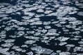 Panorama view of melted frozen glacier broken ice pieces floating on Eyjafjordur near Akureyri Northern Iceland Europe