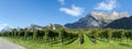 Panorama view of mountain landscape and Pinot Noir vineyards in the Swiss Alps Royalty Free Stock Photo