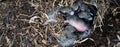 Panorama view newborn baby rabbits with shut eyes, open ears, grey-black fur sleeping nature nest box of mulch plastic nursery pot