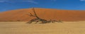 Panorama view of one dead camelthorn trees and red dunes in Deadvlei, Sossusvlei, Namib-Naukluft National Park, Namibia Royalty Free Stock Photo