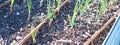 Panorama view onion seedlings growing on metal raised bed with drip irrigation system at backyard garden in Dallas, Texas,