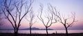 Panorama view, a peaceful lakeside at sunset, unidentified male walking in the lined of leafless tree trunks. Abstract shape of Royalty Free Stock Photo