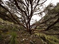 Panorama view of polylepis tree andes mountains near Laguna 69 Cordillera Blanca Cebollapampa Huaraz Ancash Peru