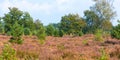 Zuiderbosch and Hulshorsterzand are part of the Veluwe, one of the largest natural areas in the Netherlands.  Blossoming heather Royalty Free Stock Photo