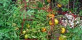 Panorama view red tomato cage and broken branch with load of ripe and green tomatoes fruits after rain storm at homestead backyard