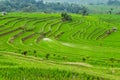 Panorama view on rice terraces Jatiluwih Royalty Free Stock Photo