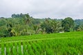 Panorama view on rice terraces Jatiluwih Royalty Free Stock Photo